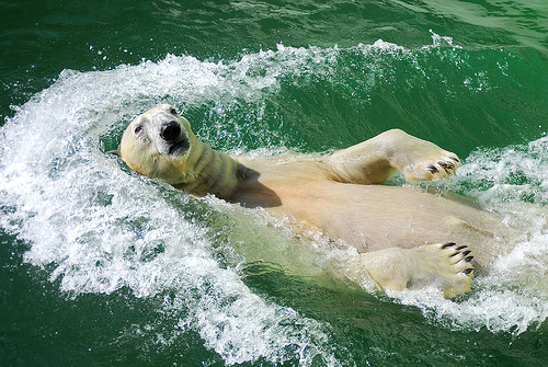 Белый медведь (Ursus maritimus) - Polar Bear